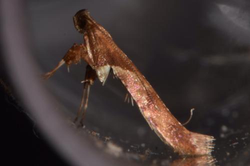 Caloptilia fribergensis